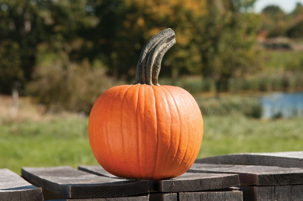 Cinnamon Girl PMR – Organic Pumpkin Seed